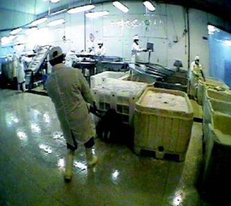 industria salmon (10)  ALIMENTOS MERCADO